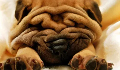 Шарпей собака: фото, характер, описание породы