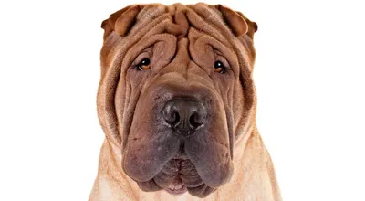 Шарпей - описание породы собак: характер, особенности поведения, размер,  отзывы и фото - Питомцы Mail.ru