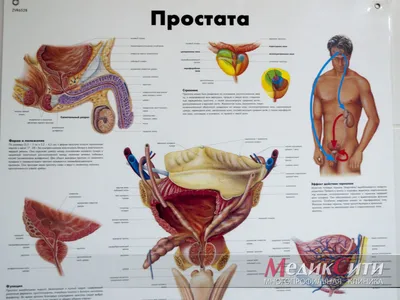 Что делать, если у вас короткая уздечка полового члена - Медицинский центр  \"Допомога+\"