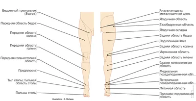 Анатомия нижней конечности | e-Anatomy