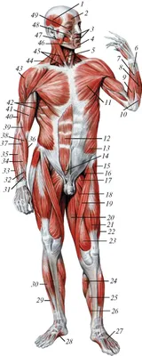 Анатомия нижней конечности | e-Anatomy