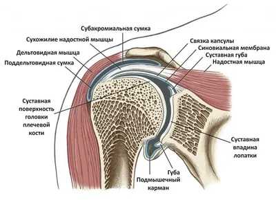 Боль в паху