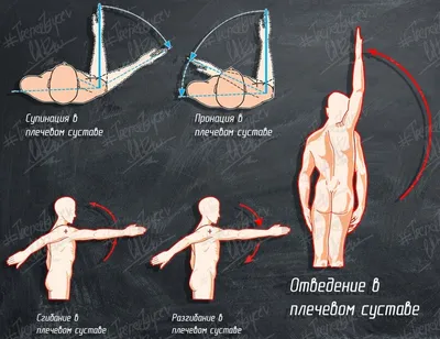 Анатомия мышц плечевого пояса. Точки крепления. Силовые упражнения. |  Trener_Zaycev | Дзен