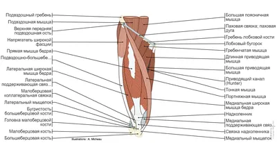 Анатомия нижней конечности | e-Anatomy