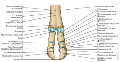 Анатомия нижней конечности | e-Anatomy