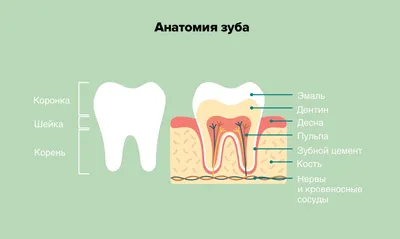 Удаление нерва зуба — современные методики депульпирования на Startsmile.ru