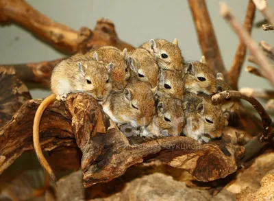 Монгольская мышка песчанка (без клетки!) — купить в Красноярске. Остальные  животные на интернет-аукционе Au.ru