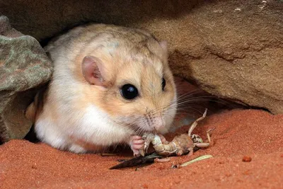 Песчанка, мышиный грызун, крыса и мышка, млекопитающее, животные, фауна png  | PNGWing