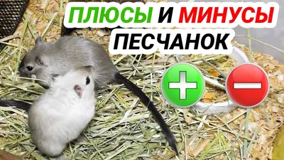 Монгольская Песчанка - «Много о мышках, что поможет определиться, хотите ли  вы их завести» | отзывы