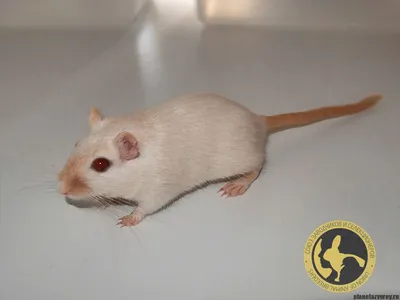Золотая мышка хомяка Песчанка Грызун, мышка, млекопитающее, животные,  домашнее животное png | PNGWing