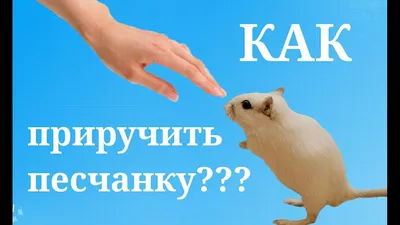 картинки : милая, мышь, милый, мех, Свая, маленький, Млекопитающее, Хомяк,  Грызун, Общество, Позвоночный, мини, хаос, гнездо, Младенцы, мышей,  Животные животные, Песчанка, Дитя животного, Детская мышка, Мастомы,  Muroidea, Муриды, Куча мыши, Мышь семья