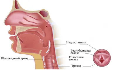 Почему болит горло с одной стороны | Новости Аркада-Мед