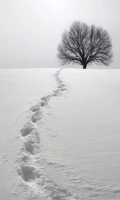 Очарование белоснежного мира: фото На снегу для скачивания