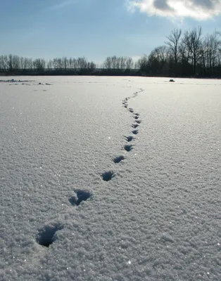 Таинственная атмосфера зимы: фото На снегу в разных форматах