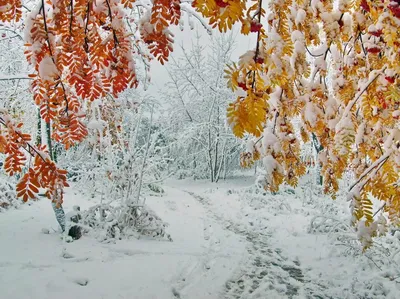 Начало зимы в Заполярье - Фотогалерея РГО