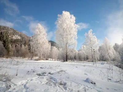 Начало зимы : первый снег , Beginning of winter: the first snow | Beautiful  places, Snow, Outdoor