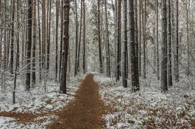 Начало зимы - свежий снег на ветке елки Стоковое Фото - изображение  насчитывающей марш, сосенка: 161279336