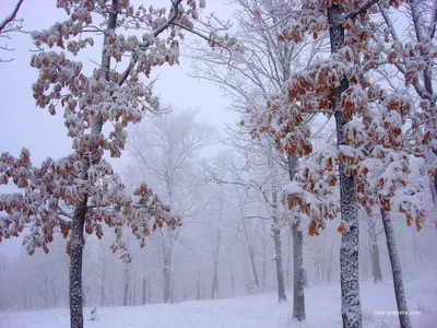 Начало зимы — время чудес и исполнения желаний. | Беларусь синеокая | Дзен