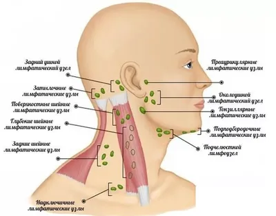 Ответы Mail.ru: Это надключичный или шейный лимыоузел?