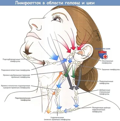 Увеличение лимфатических узлов - причины появления, при каких заболеваниях  возникает, диагностика и способы лечения