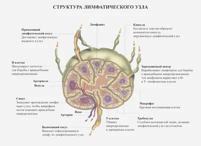 Лимфаденопатия (увеличение лимфатических узлов)