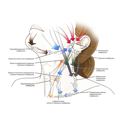 Хирургическая анатомия лимфоузлов шеи и лимфоотток от шеи | Анатомия, Лицо,  Хирургическая техника