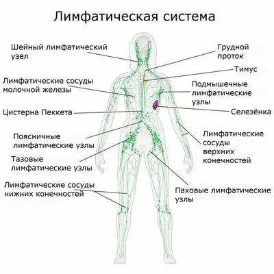 Лимфатические узлы и виды онкологических заболеваний