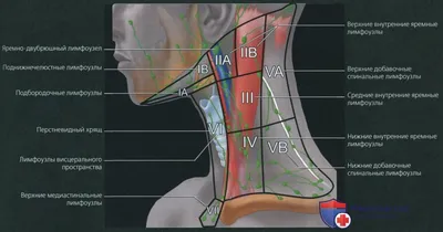 Лимфоток головы и шеи