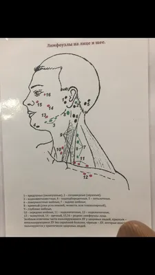 Увеличенные лимфоузлы. Вам к онкологу или к терапевту? | Клиника Рассвет