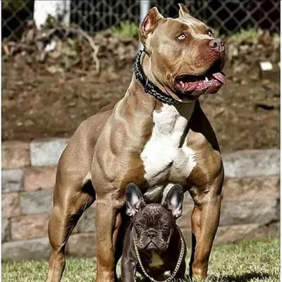Самая накаченная собака в мире - 74 фото
