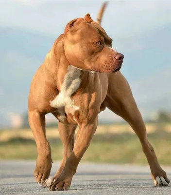 Самая накаченная собака в мире - 74 фото
