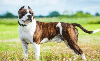 Maven - Басенджи - это худощавые, но мускулистые собаки, сильные и  выносливые, грудная клетка объёмная. Конечности длинные, морда немного  вытянутая, но не длинная, уши стоячие. Хвост средней длины, шерсть  короткая. | Facebook