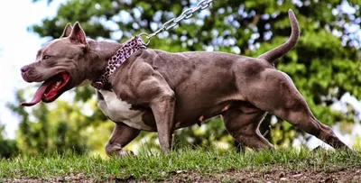 Самая мускулистая собака в мире - 74 фото