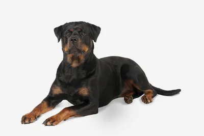 Daku - Это собаки крупных размеров, мускулистые, сильные, уши треугольные,  прямостоящие, глаза темно-карие. Очертания тела квадратные, хвост пушистый,  шерсть длинная, черная. | Facebook