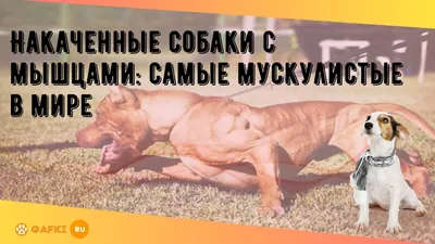 501 Носки каучуковые непромокаемые для собак в дог бутик GlamDog.ru
