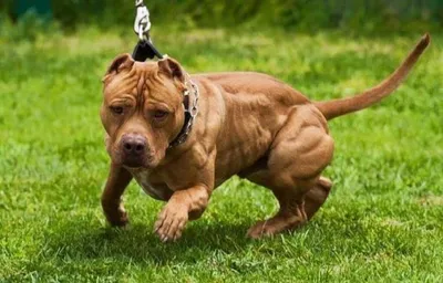 Собака с мускулами - 65 фото