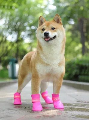 Силиконовые ботинки для собак, размер L, в салатовом цвете.  (ID#1849244866), цена: 200 ₴, купить на Prom.ua