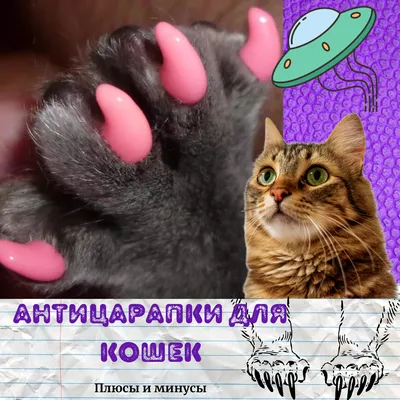 Фотографии накладок на когти кошкам - разные размеры и форматы (jpg, png, webp)