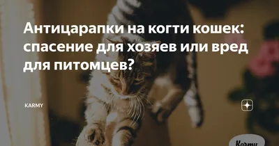 Накладки на когти кошкам - фото в хорошем качестве для скачивания бесплатно
