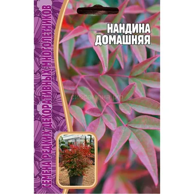 Нандина: картины живой природы на вашем экране