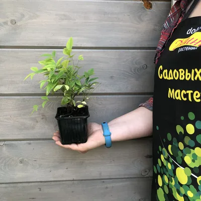 Нандина: растение, которое олицетворяет изысканность