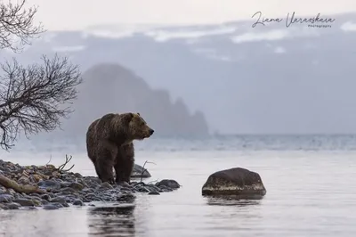 Опасные моменты: фотографии медведей, атакующих людей