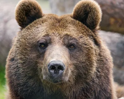 Величие медведей: фото нападения на людей