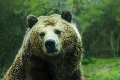Опасные сны в лесу: фотографии медведей, нападающих на людей