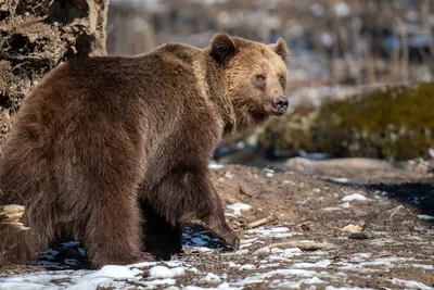 Ужасные моменты: медведи в режиме нападения на людей