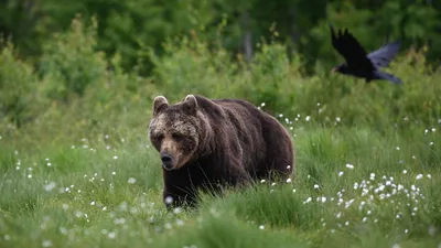 Столкновение в природе: медведи нападают на людей