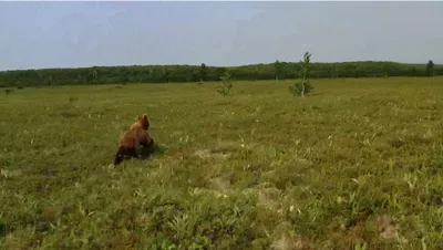 Фотографии нападения медведей на людей: опасности в лесу