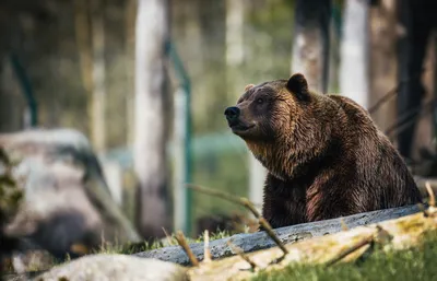 Фото медведя: Мощный сюжет в разных размерах