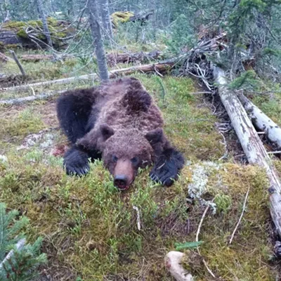 Фото медведя: Красивые картинки для вашего просмотра