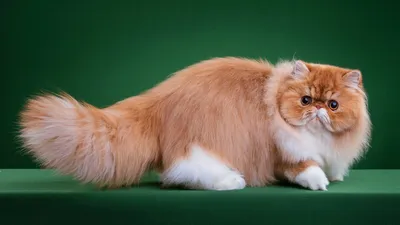 Наполеон кошка фотографии